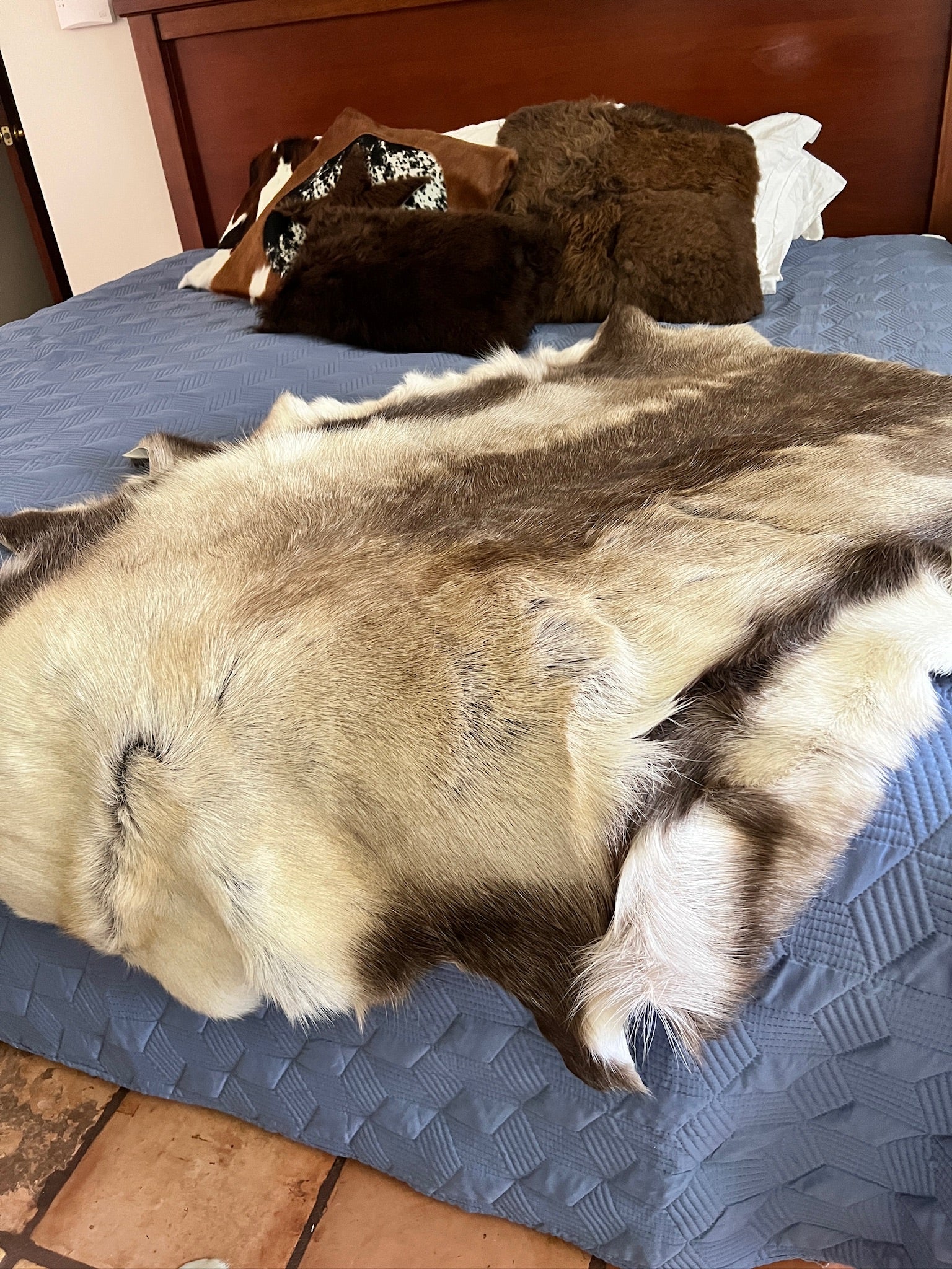 Reindeer Hides: Timeless Heritage, Care, and Styling in Your Home