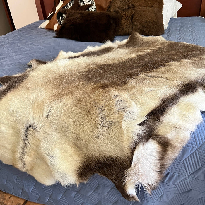 Reindeer Hides: Timeless Heritage, Care, and Styling in Your Home