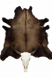 buffalo hide and bison skull 