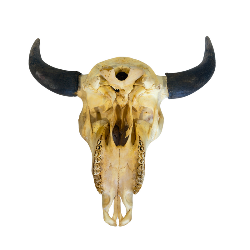 Authentic American Bison Skull- Rustic Wall Decor