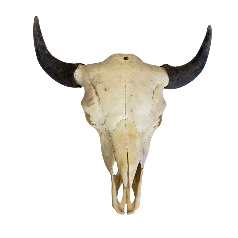 Authentic American Bison Skull- Rustic Wall Decor