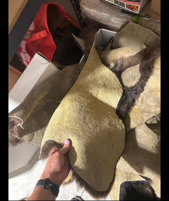 American Bison Scraps