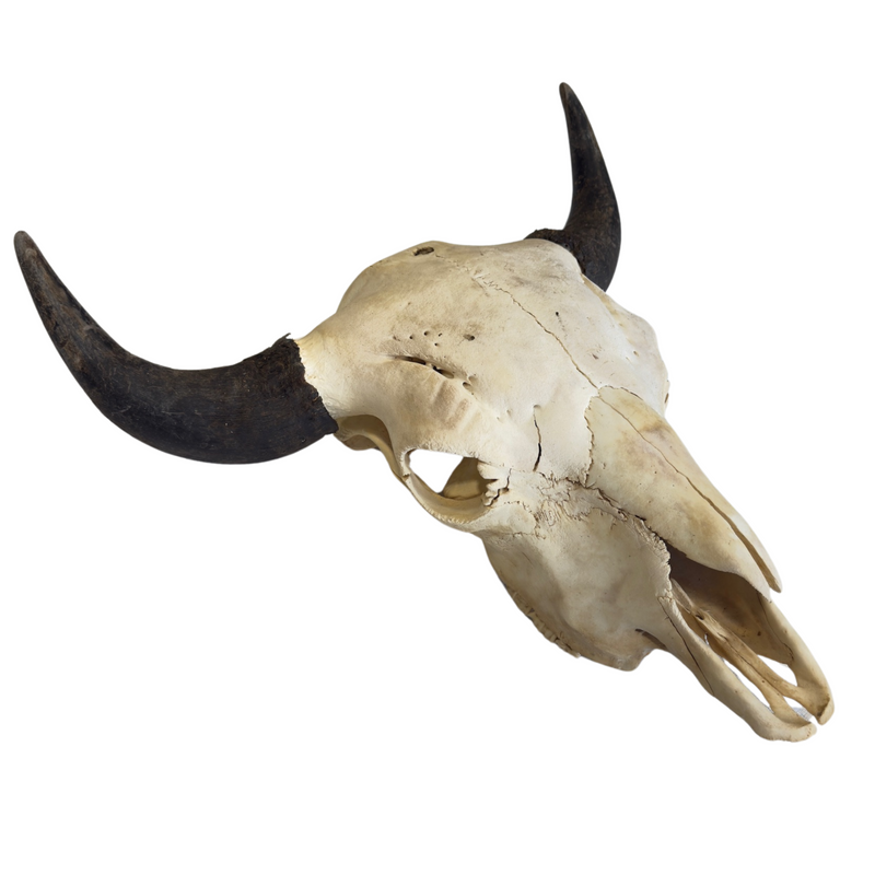 Authentic American Bison Skull- Rustic Wall Decor