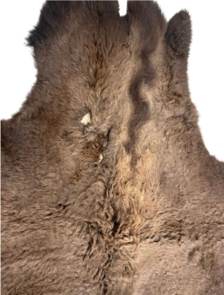 Buffalo / Bison Rug Hide - Second Grade Deluxe (Some Hairless Patches) - Large