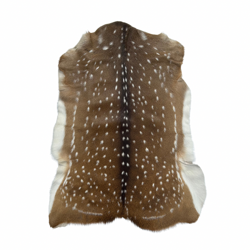 A second-grade Axis deer hide with a distinctive pattern of rich brown tones and striking white spots.